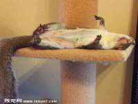 连云港蟹公虾婆电子商务有限公司