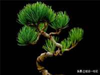 连云港蟹公虾婆电子商务有限公司